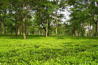 Desam Tea Estate Picture