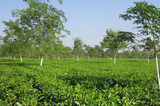 Banarhat Tea Estate picture.
