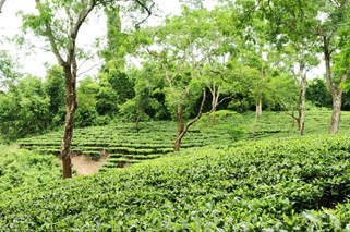 Choonabhutti Tea Estate picture.