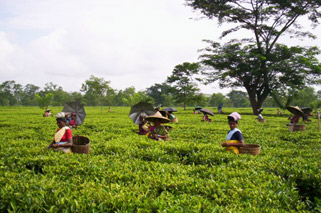 Hoolungooree Tea Estate Picture