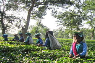 Khowang Tea Estate Picture