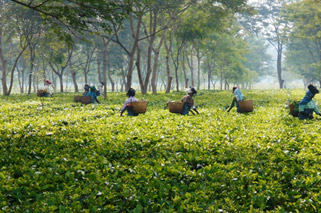 Rajgarh Tea Estate Picture