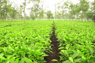 Karballa Tea Estate picture.