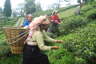 Mim Tea Estate picture.