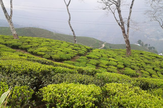 New Dooars Tea Estate picture.